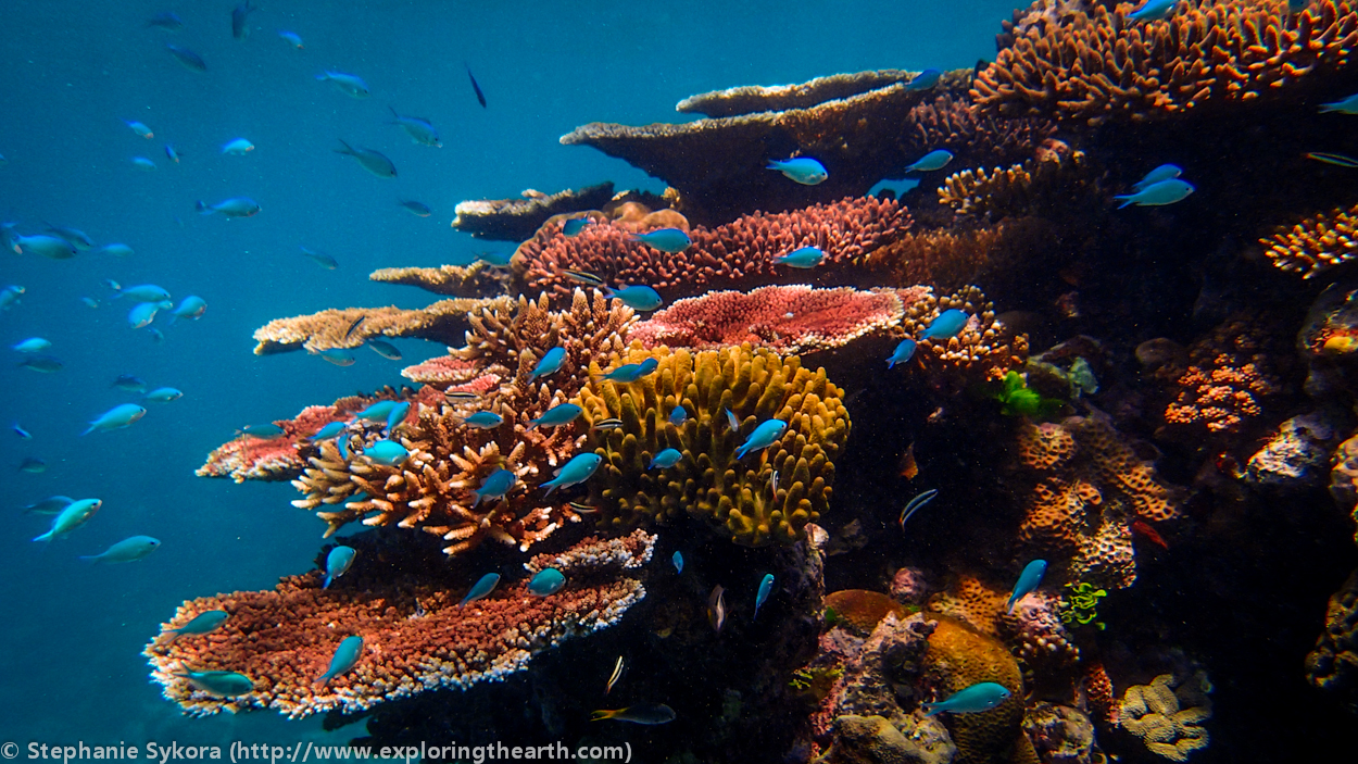 What The Great Barrier Reef Is Made Of [Australia] • Exploring The Earth